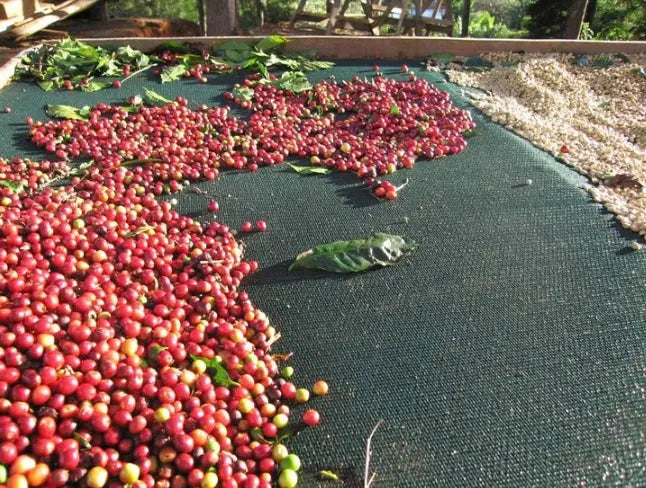Honduras Single Origin