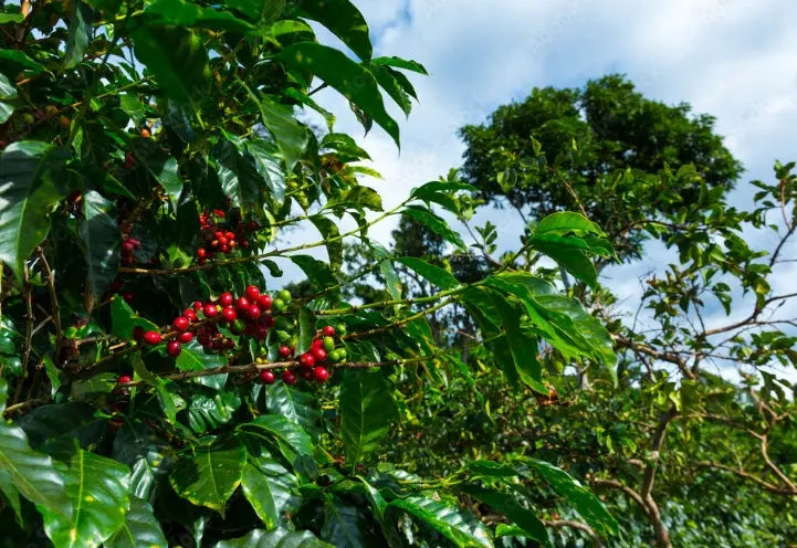Costa Rica Single Origin