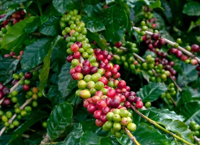 Nicaragua Single Origin