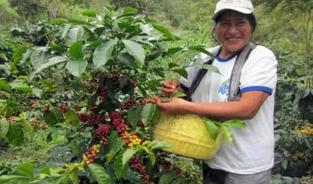 Peru Single Origin
