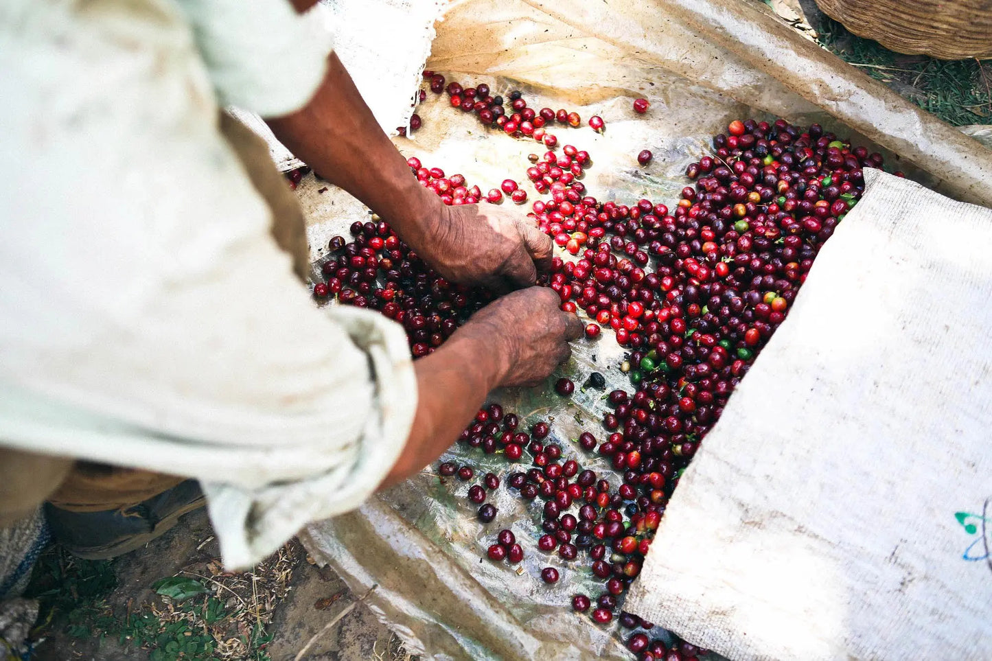 Kenya Single Origin