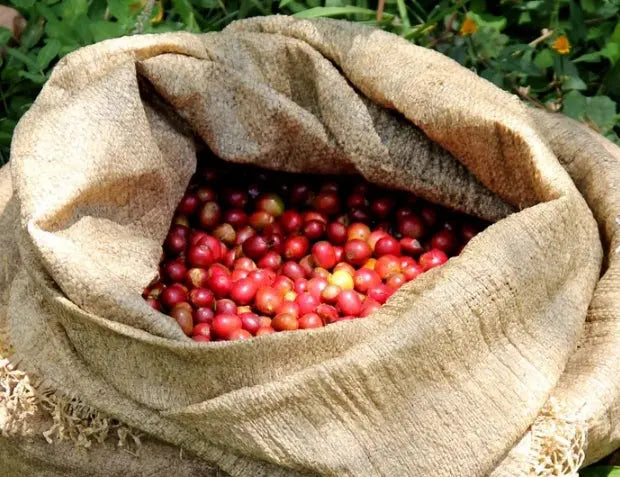 Sumatra Mandheling Single Origin