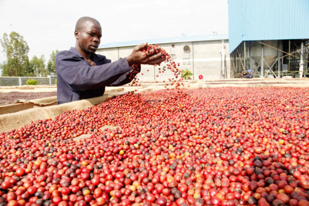 Uganda Single Origin