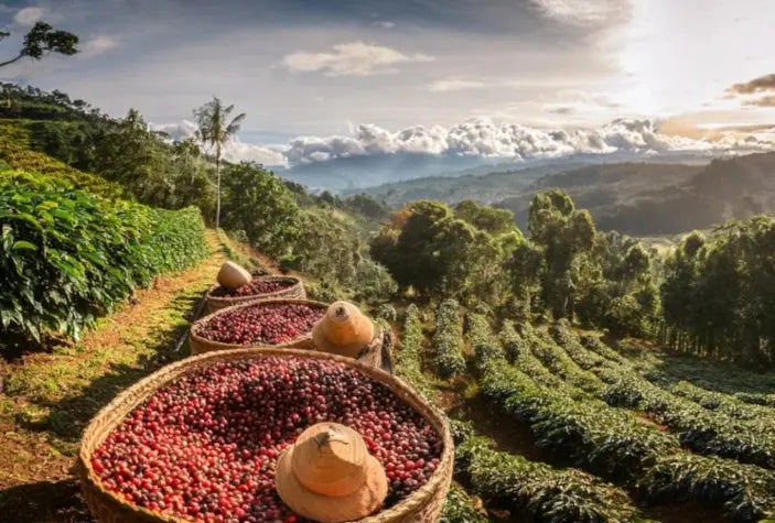 Colombia Single Origin