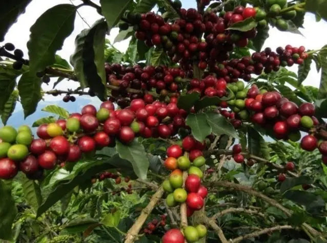 Colombia Single Origin