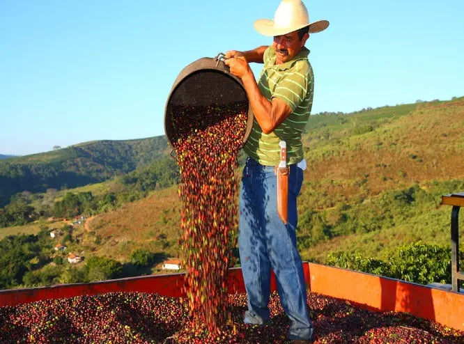 Brazil Santos Single Origin