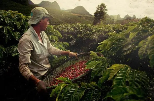 Brazil Santos Single Origin