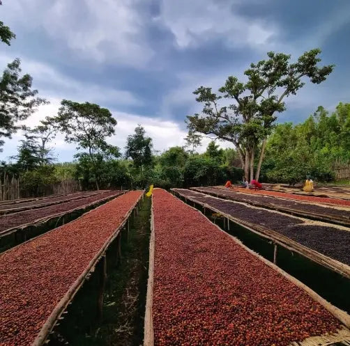 Ethiopia Natural Single Origin