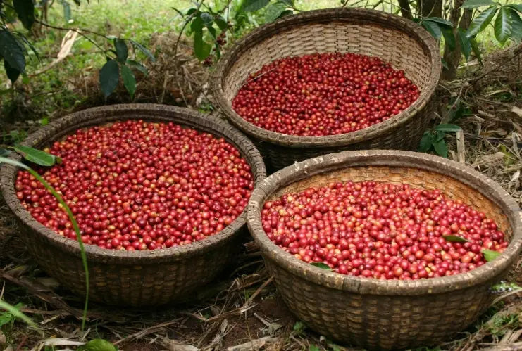 Ethiopia Natural Single Origin