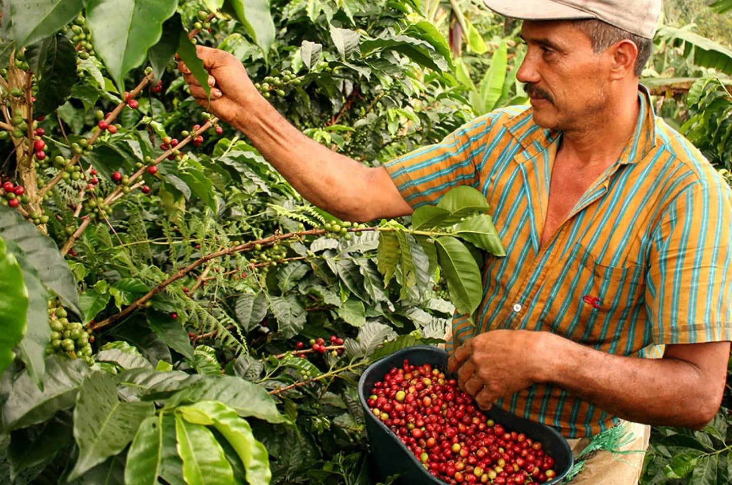 Whiskey Barrel Aged - Guatemala Single Origin